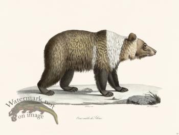 Cuvier 129 Male Siberian Brown Bear